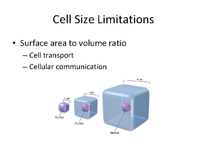 Cell Size Limitations • Surface area to volume ratio – Cell transport – Cellular