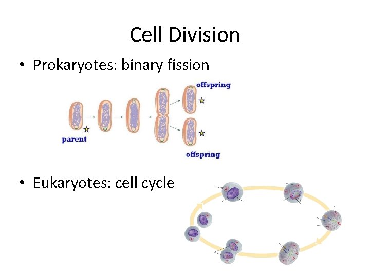 Cell Division • Prokaryotes: binary fission • Eukaryotes: cell cycle 