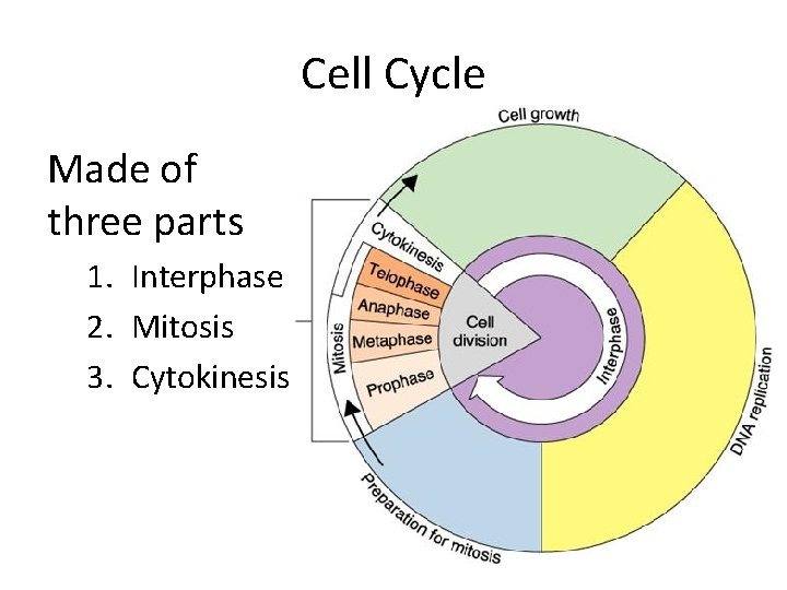 Cell Cycle Made of three parts 1. Interphase 2. Mitosis 3. Cytokinesis 