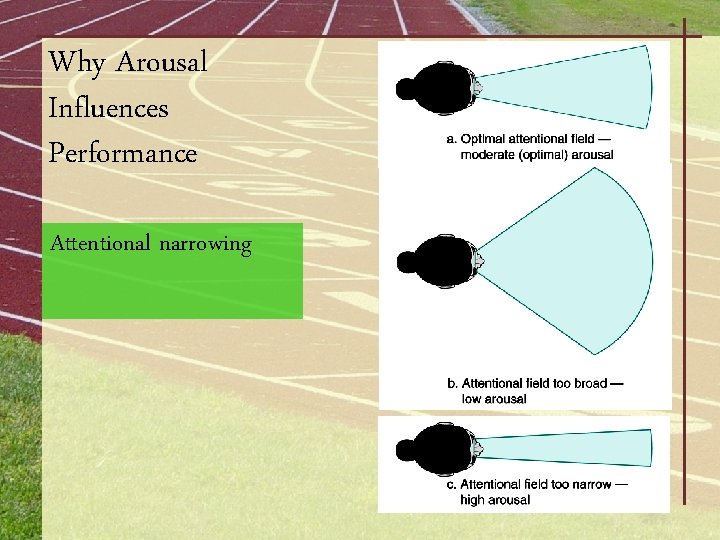 Why Arousal Influences Performance Attentional narrowing 