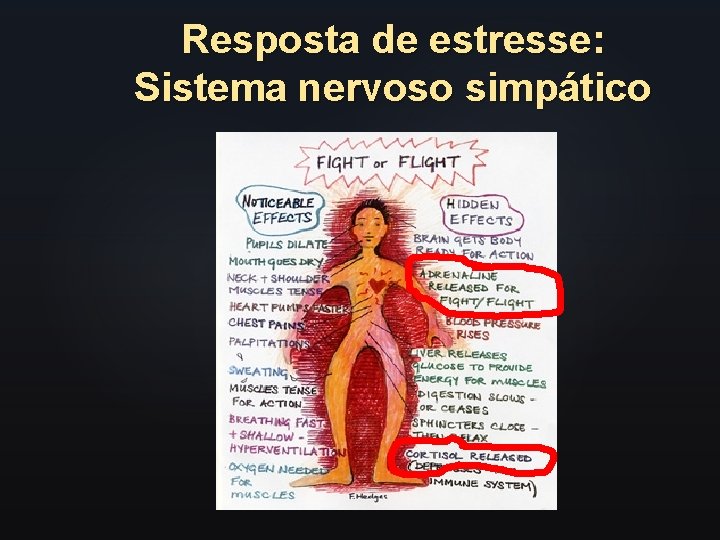 Resposta de estresse: Sistema nervoso simpático 