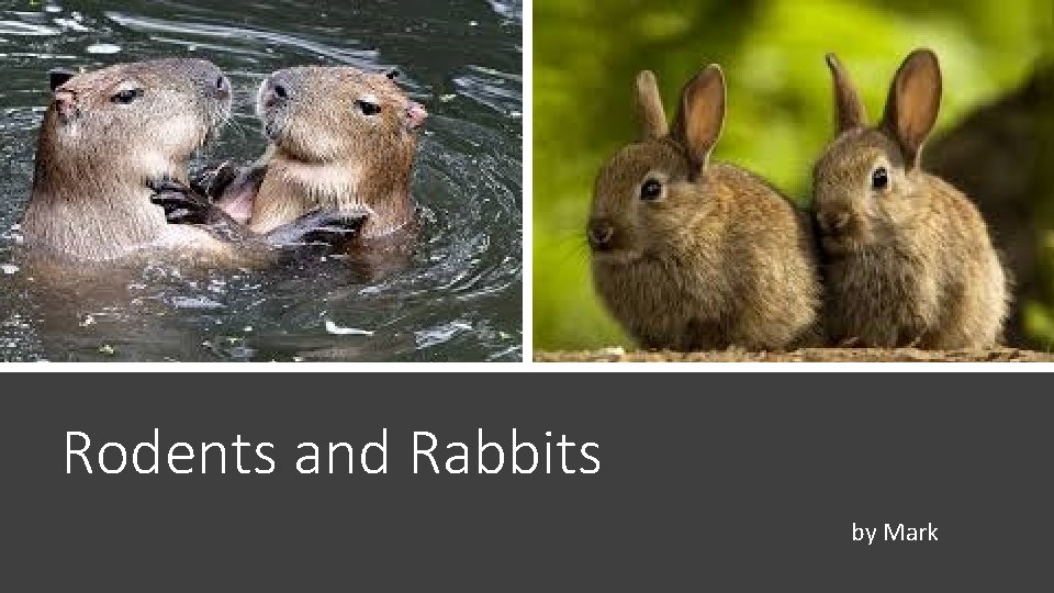 Rodents and Rabbits by Mark 