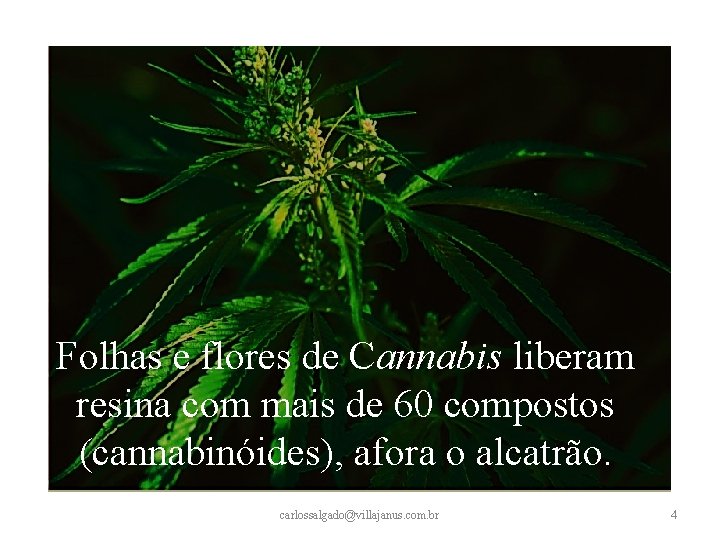 Folhas e flores de Cannabis liberam resina com mais de 60 compostos (cannabinóides), afora Folhas e flores de Cannabis liberam resina com mais de 60 compostos (cannabinóides), afora