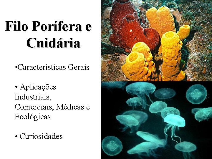 Filo Porífera e Cnidária • Características Gerais • Aplicações Industriais, Comerciais, Médicas e Ecológicas Filo Porífera e Cnidária • Características Gerais • Aplicações Industriais, Comerciais, Médicas e Ecológicas
