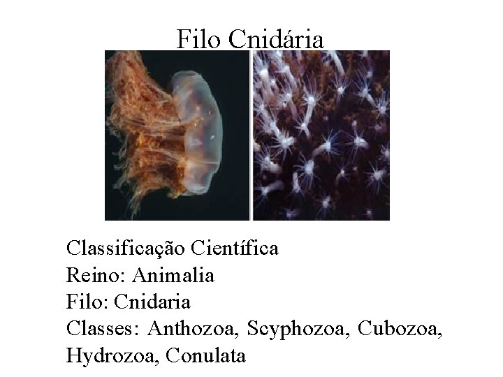 Filo Cnidária Classificação Científica Reino: Animalia Filo: Cnidaria Classes: Anthozoa, Scyphozoa, Cubozoa, Hydrozoa, Conulata Filo Cnidária Classificação Científica Reino: Animalia Filo: Cnidaria Classes: Anthozoa, Scyphozoa, Cubozoa, Hydrozoa, Conulata