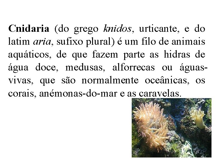 Cnidaria (do grego knidos, urticante, e do latim aria, sufixo plural) é um filo Cnidaria (do grego knidos, urticante, e do latim aria, sufixo plural) é um filo