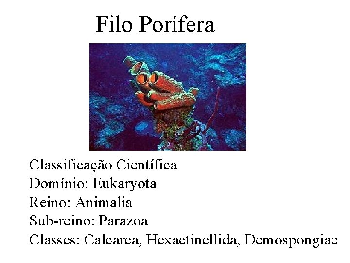 Filo Porífera Classificação Científica Domínio: Eukaryota Reino: Animalia Sub-reino: Parazoa Classes: Calcarea, Hexactinellida, Demospongiae Filo Porífera Classificação Científica Domínio: Eukaryota Reino: Animalia Sub-reino: Parazoa Classes: Calcarea, Hexactinellida, Demospongiae