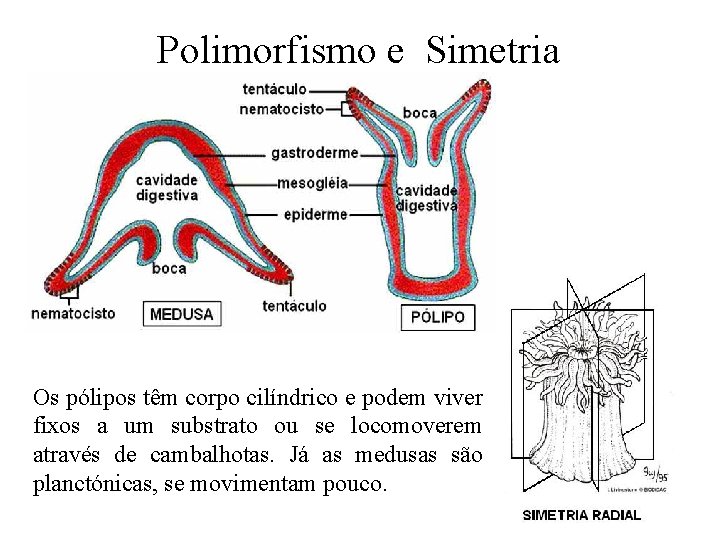 Polimorfismo e Simetria Os pólipos têm corpo cilíndrico e podem viver fixos a um Polimorfismo e Simetria Os pólipos têm corpo cilíndrico e podem viver fixos a um