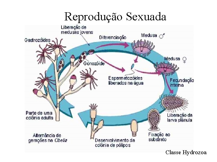 Reprodução Sexuada Classe Hydrozoa Reprodução Sexuada Classe Hydrozoa