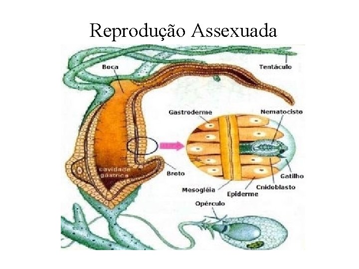 Reprodução Assexuada Reprodução Assexuada