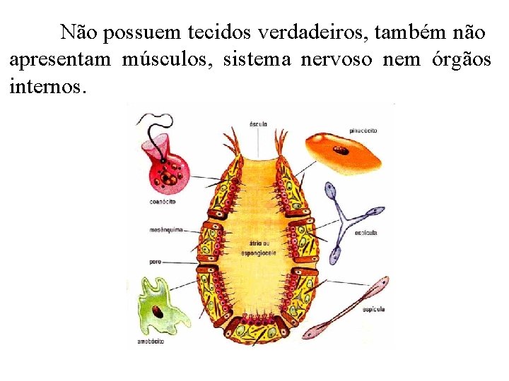 Não possuem tecidos verdadeiros, também não apresentam músculos, sistema nervoso nem órgãos internos. Não possuem tecidos verdadeiros, também não apresentam músculos, sistema nervoso nem órgãos internos.