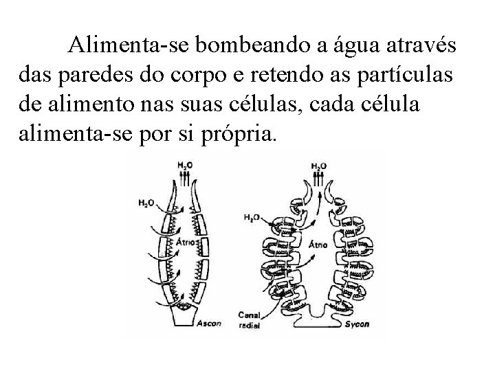 Alimenta-se bombeando a água através das paredes do corpo e retendo as partículas de Alimenta-se bombeando a água através das paredes do corpo e retendo as partículas de
