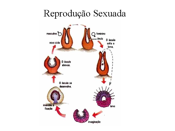 Reprodução Sexuada Reprodução Sexuada