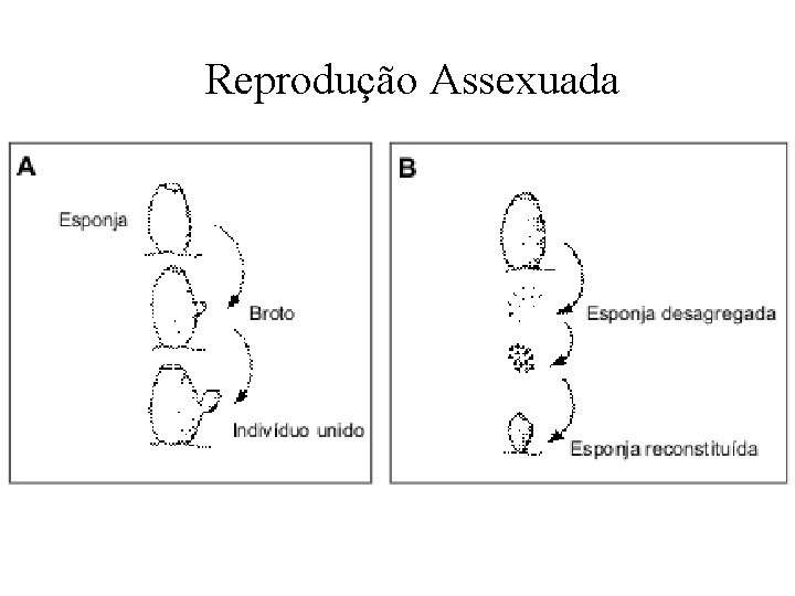 Reprodução Assexuada Reprodução Assexuada