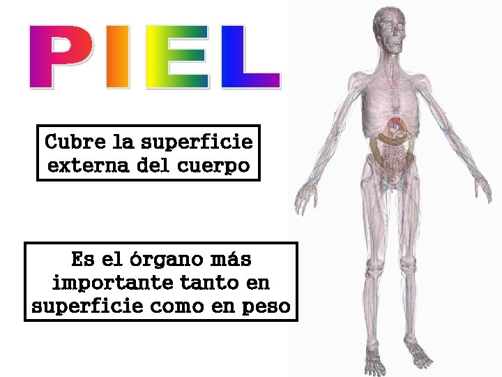 Cubre la superficie externa del cuerpo Es el órgano más importante tanto en superficie