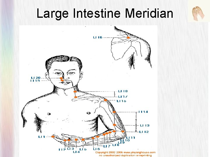 Large Intestine Meridian 