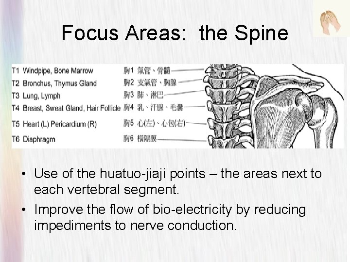Focus Areas: the Spine • Use of the huatuo-jiaji points – the areas next