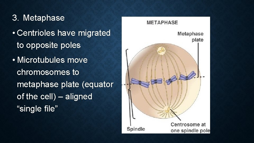 3. Metaphase • Centrioles have migrated to opposite poles • Microtubules move chromosomes to