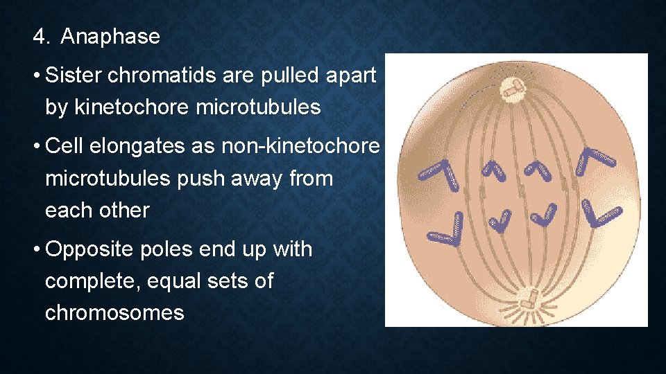 4. Anaphase • Sister chromatids are pulled apart by kinetochore microtubules • Cell elongates