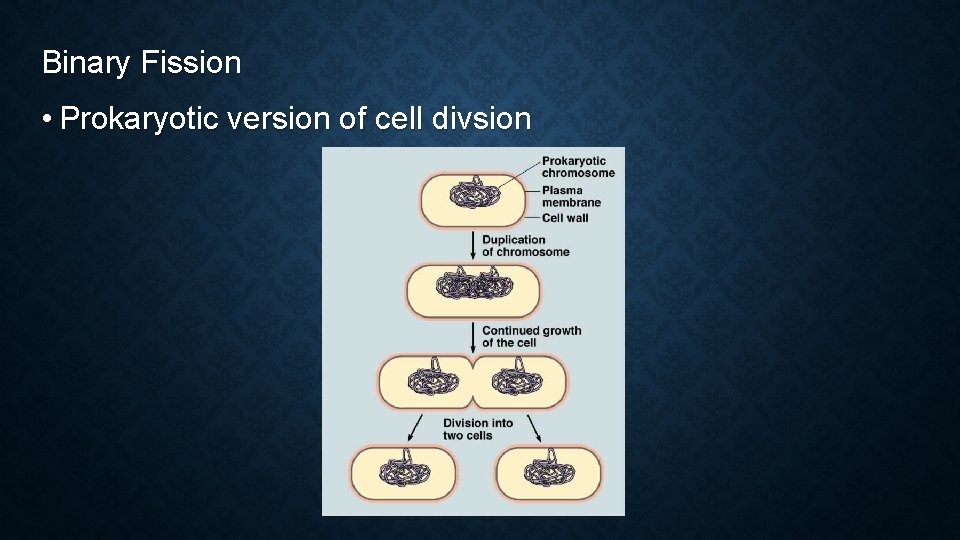 Binary Fission • Prokaryotic version of cell divsion 