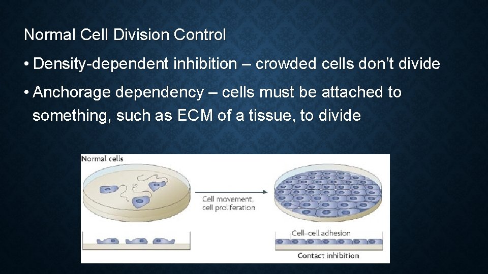 Normal Cell Division Control • Density-dependent inhibition – crowded cells don’t divide • Anchorage