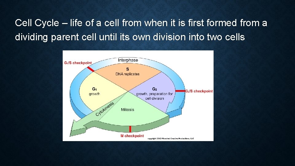 Cell Cycle – life of a cell from when it is first formed from