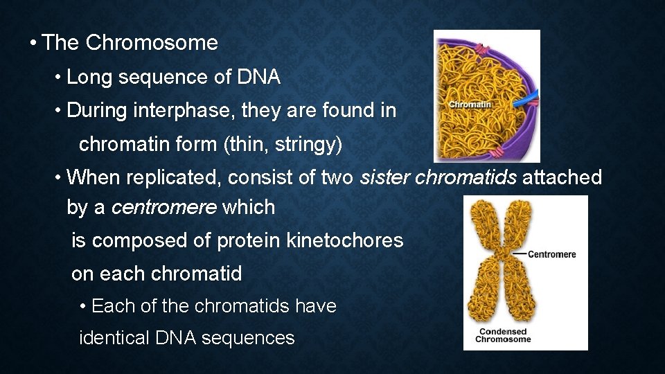  • The Chromosome • Long sequence of DNA • During interphase, they are