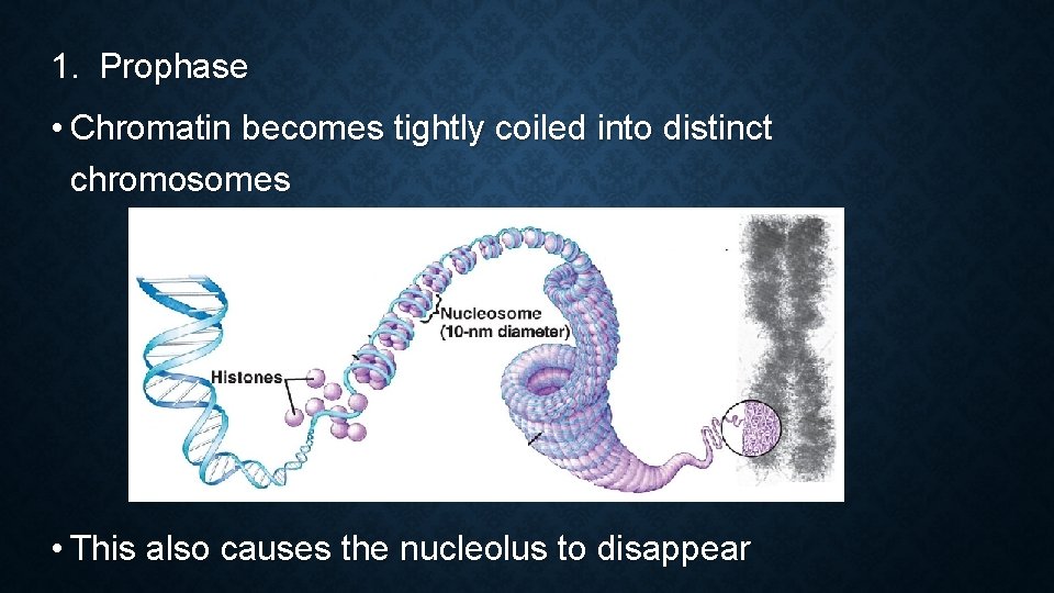 1. Prophase • Chromatin becomes tightly coiled into distinct chromosomes • This also causes