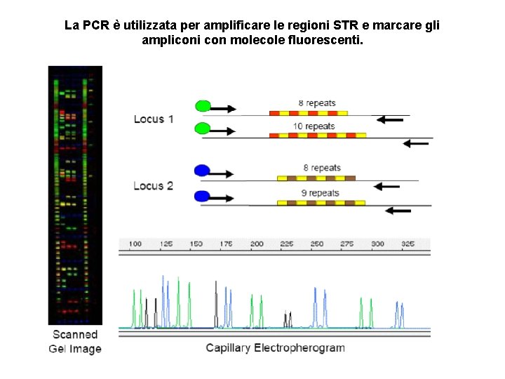 La Diversit Biologica Genoma Umano 10 13 cellule