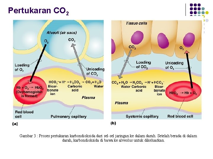 Pertukaran CO 2 Gambar 3 : Proses pertukaran karbondioksida dari sel-sel jaringan ke dalam