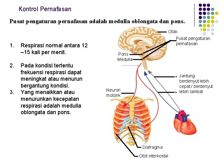 Kontrol Pernafasan Pusat pengaturan pernafasan adalah medulla oblongata dan pons. Otak 1. 2. 3.