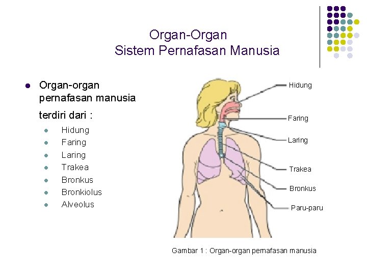 Organ-Organ Sistem Pernafasan Manusia l Organ-organ pernafasan manusia terdiri dari : l l l