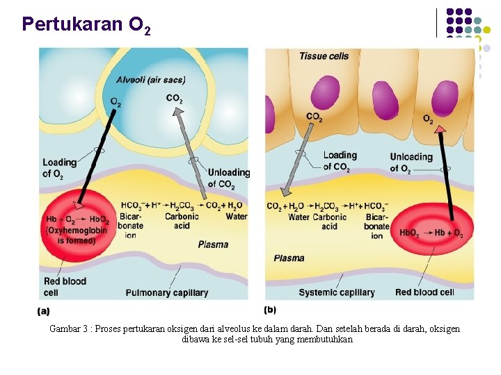 Pertukaran O 2 Gambar 3 : Proses pertukaran oksigen dari alveolus ke dalam darah.