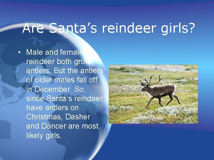 Are Santa’s reindeer girls? • Male and female reindeer both grow antlers. But the