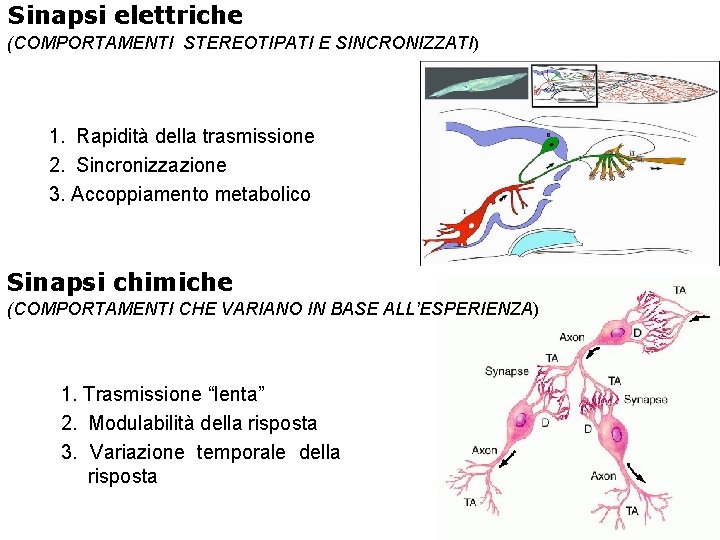 Sinapsi elettriche (COMPORTAMENTI STEREOTIPATI E SINCRONIZZATI) 1. Rapidità della trasmissione 2. Sincronizzazione 3. Accoppiamento