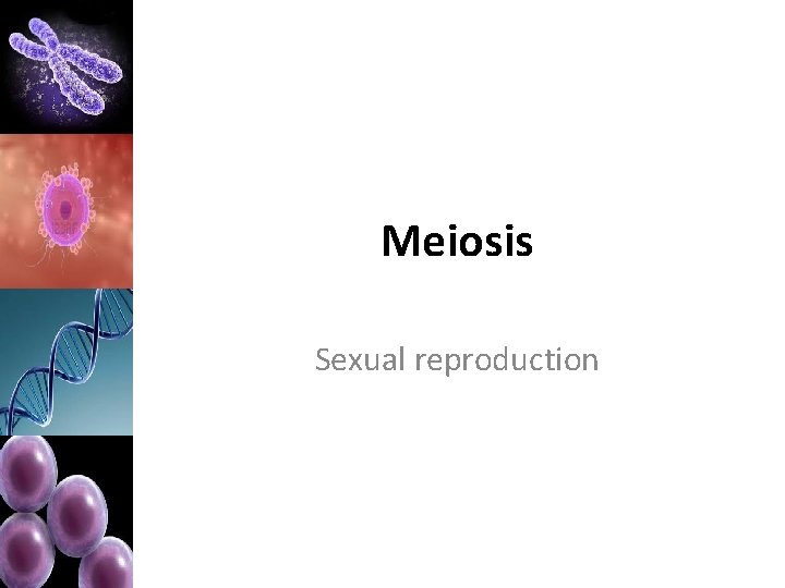 Meiosis Sexual reproduction 