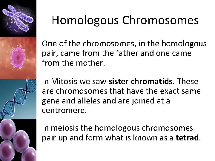 Homologous Chromosomes One of the chromosomes, in the homologous pair, came from the father