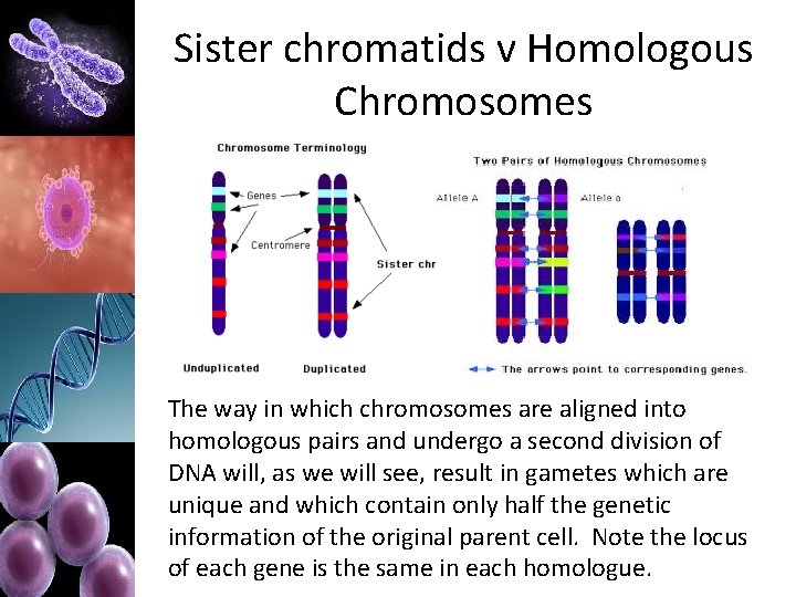 Sister chromatids v Homologous Chromosomes The way in which chromosomes are aligned into homologous