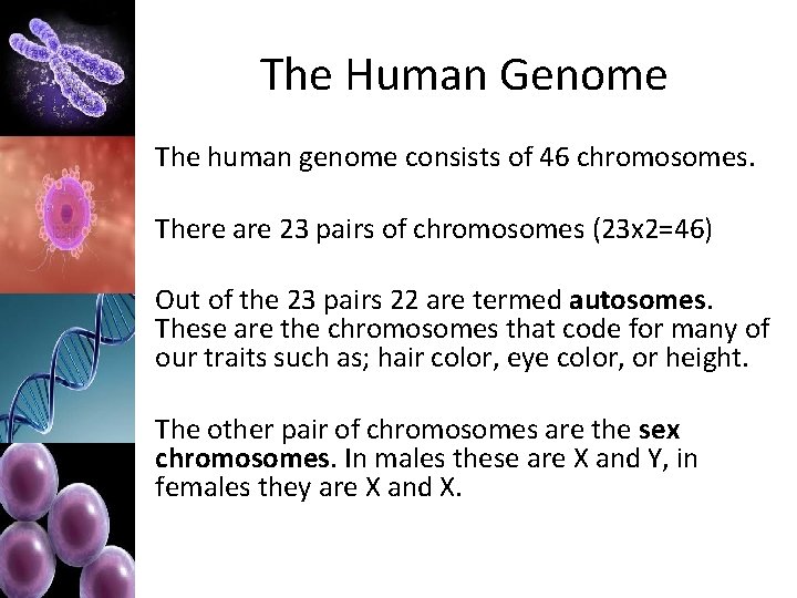 The Human Genome The human genome consists of 46 chromosomes. There are 23 pairs