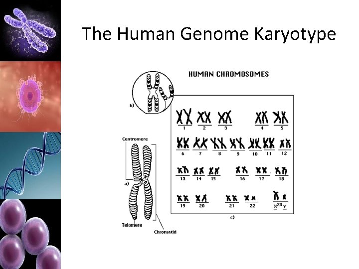 The Human Genome Karyotype 