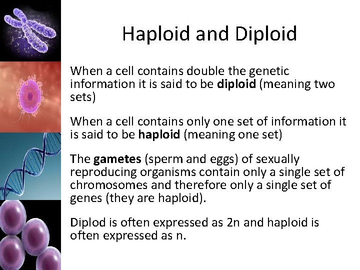 Haploid and Diploid When a cell contains double the genetic information it is said