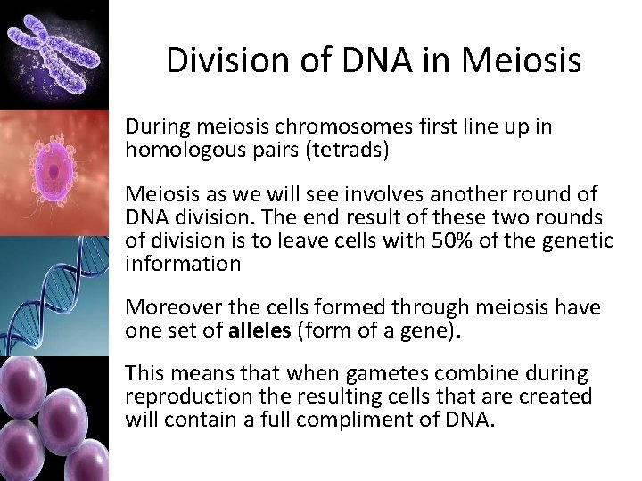 Division of DNA in Meiosis During meiosis chromosomes first line up in homologous pairs