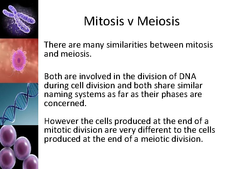 Mitosis v Meiosis There are many similarities between mitosis and meiosis. Both are involved