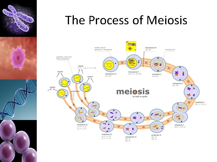 The Process of Meiosis 