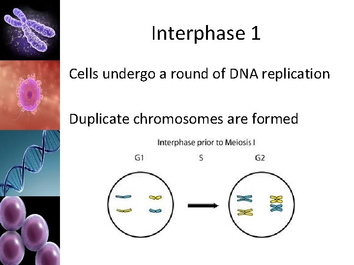 Interphase 1 Cells undergo a round of DNA replication Duplicate chromosomes are formed 