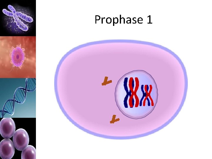 Prophase 1 