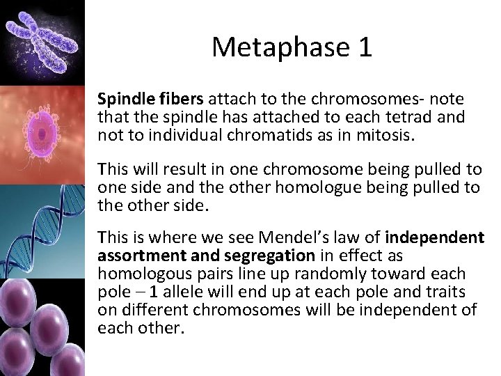 Metaphase 1 Spindle fibers attach to the chromosomes- note that the spindle has attached