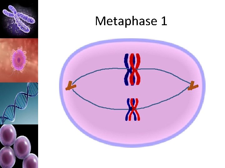 Metaphase 1 