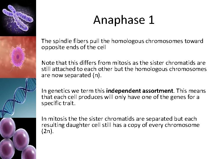 Anaphase 1 The spindle fibers pull the homologous chromosomes toward opposite ends of the