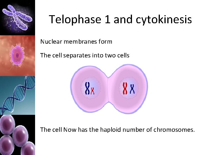 Telophase 1 and cytokinesis Nuclear membranes form The cell separates into two cells The